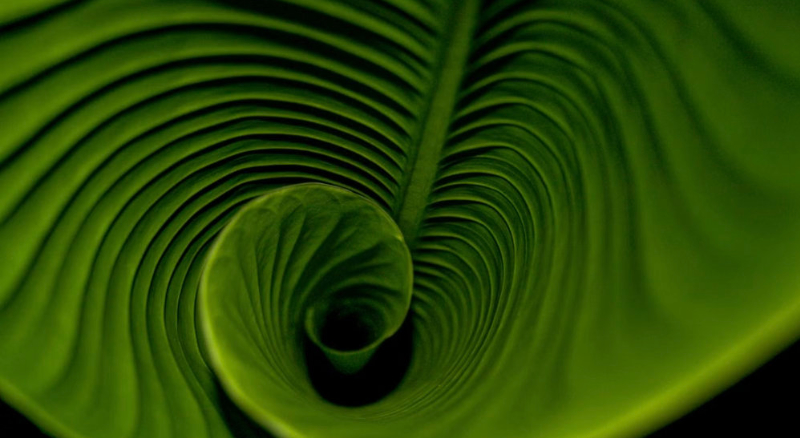 hedge-3
